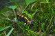 Fire Salamander