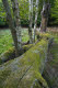 Mossy tree trunk