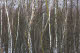 Birch forest