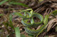 Green whip snake