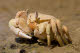 Crab at low tide