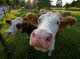 Inquisitive cows