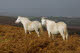 White horses