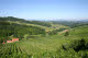 Styrian vinyards