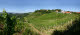 Vinyards in Styria