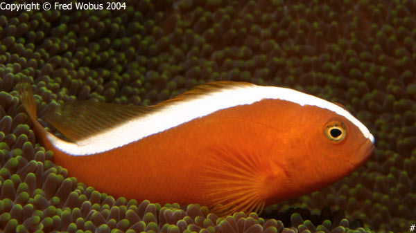 Orange anemonefish