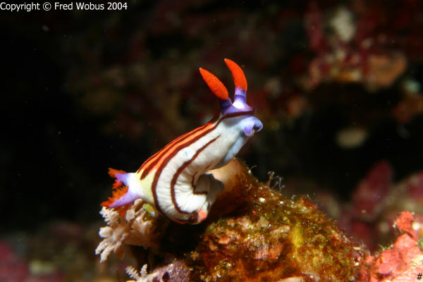 Nembrotha purpureolineata