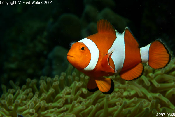 Clownfish