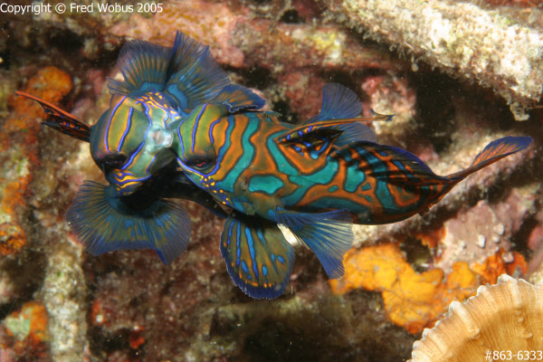 Mandarinfish fighting