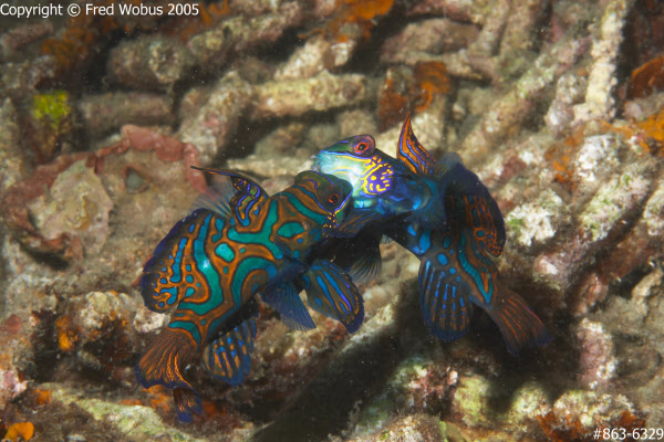 Mandarinfish fighting