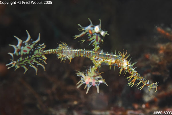 Harlequin ghost pipefish