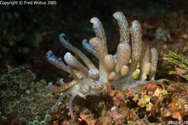 Solar-powered nudibranch