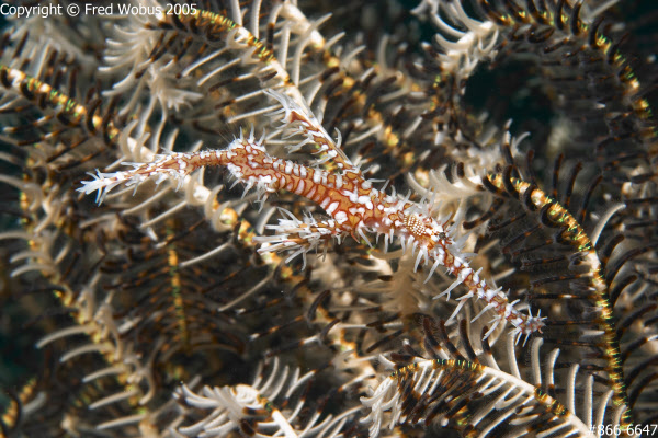 Harlequin ghost pipefish