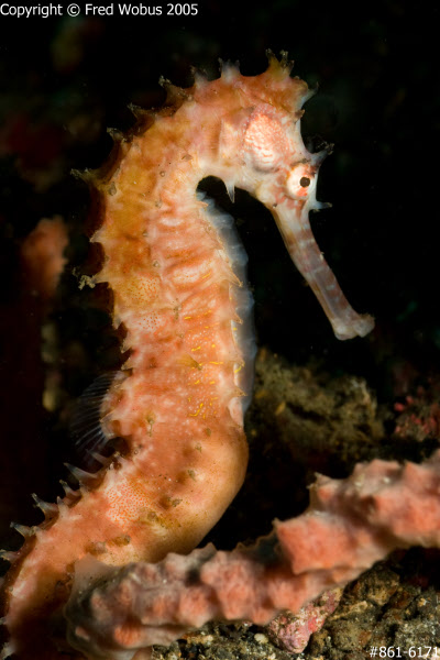 Thorny seahorse