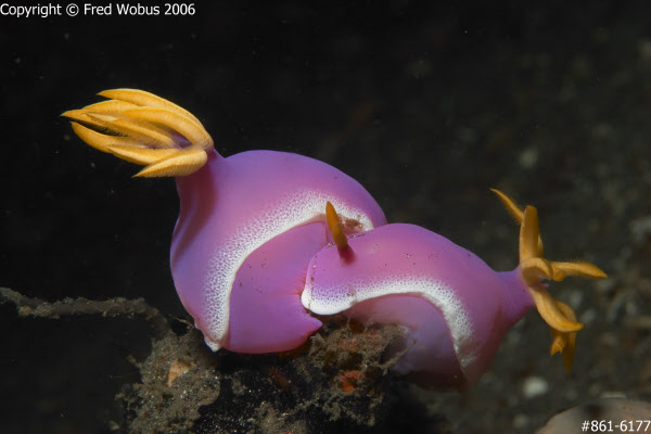 Hypselodoris bulockii