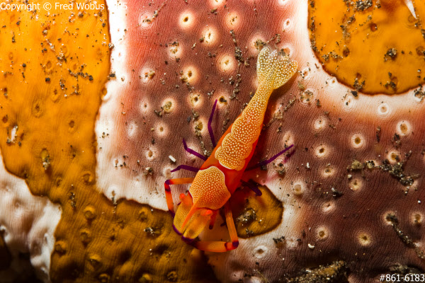 Emperor shrimp on sea cucumber