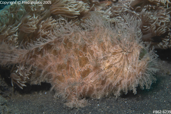 Hairy striated frogfish