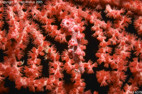 Pygmy Seahorse