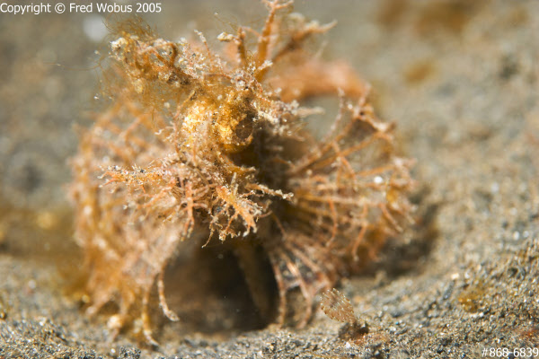 Ambon scorpionfish