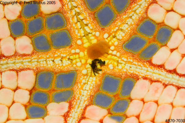 Crab on Pincushion seastar