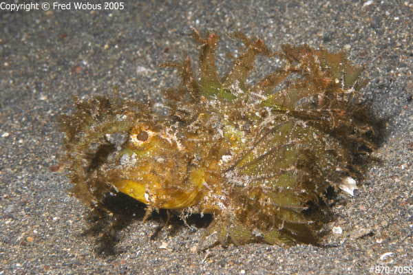 Ambon scorpionfish