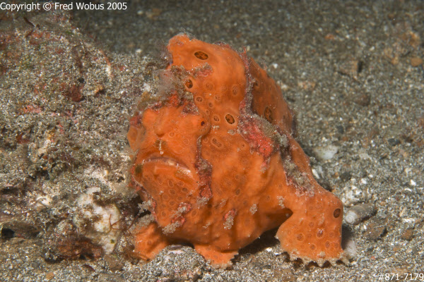 Orange frogfish