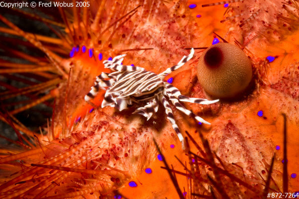 Zebra crab