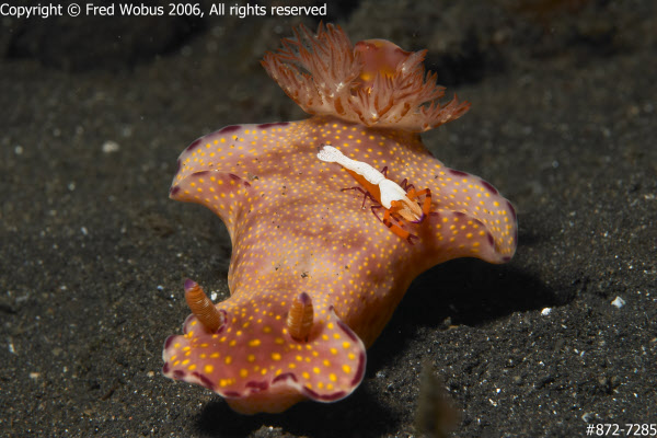 Ceratosoma trilobatum with emperor shrimp