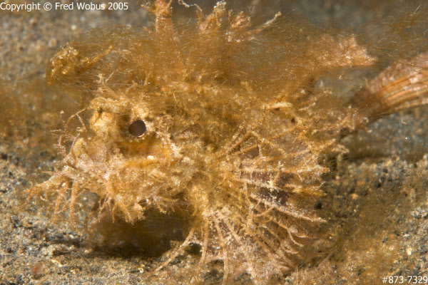 Ambon scorpionfish