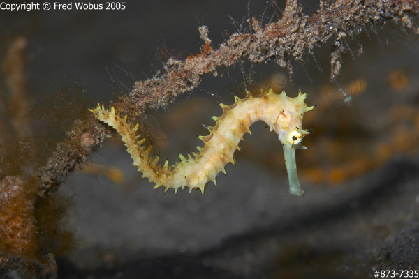 Thorny seahorse