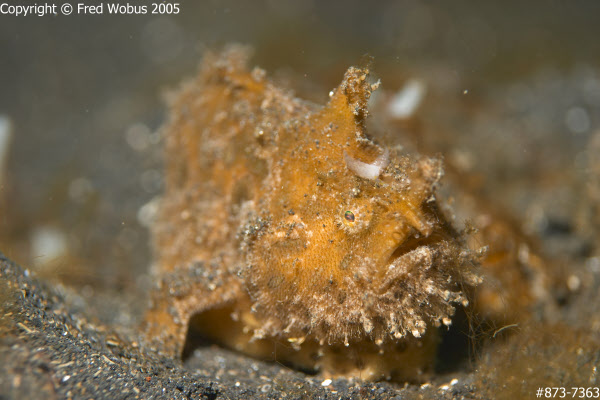 Frogfish