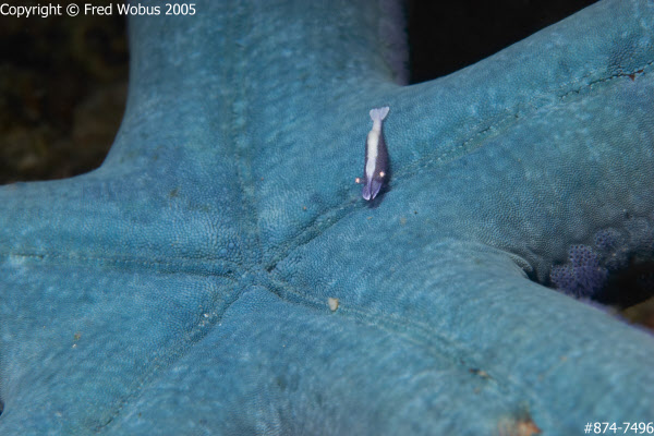 Shrimp on sea star