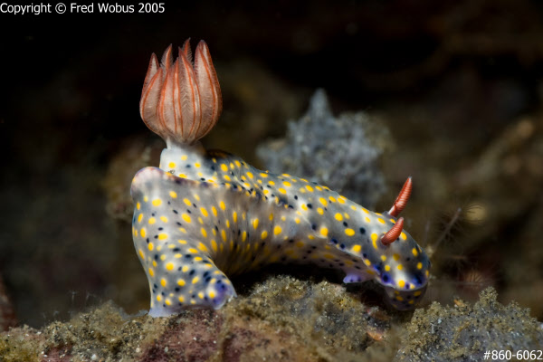 Hypselodoris infucata