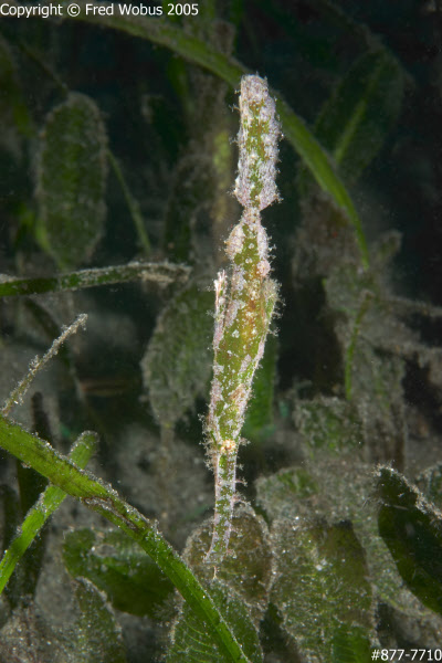 Robust ghost pipefish