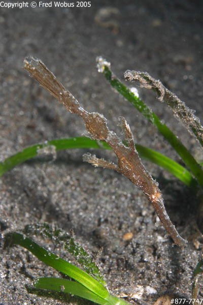 Robust ghost pipefish