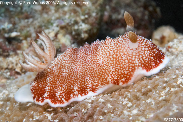 Chromodoris tinctoria