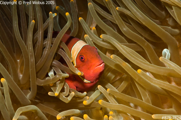 Spine-cheek anemonefish
