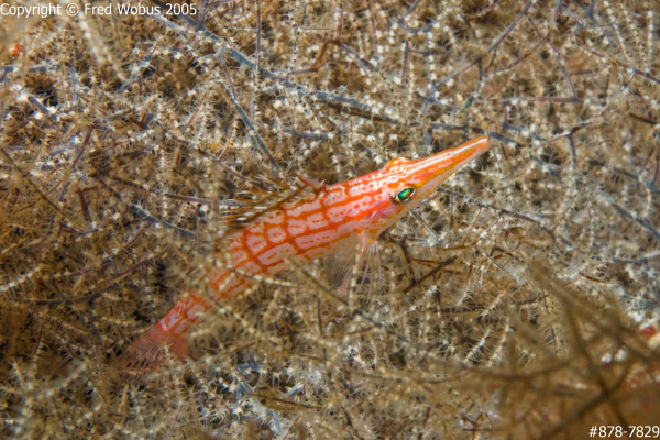 Long-nose hawkfish