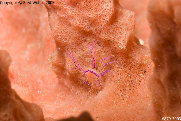 Hairy squat lobster