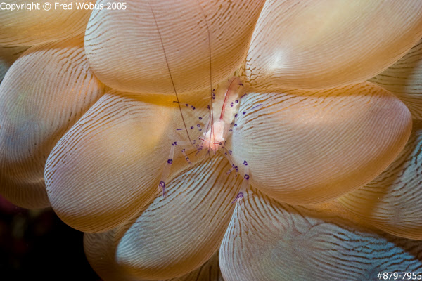 Bubble coral shrimp