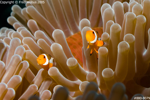 Juvenile clownfish