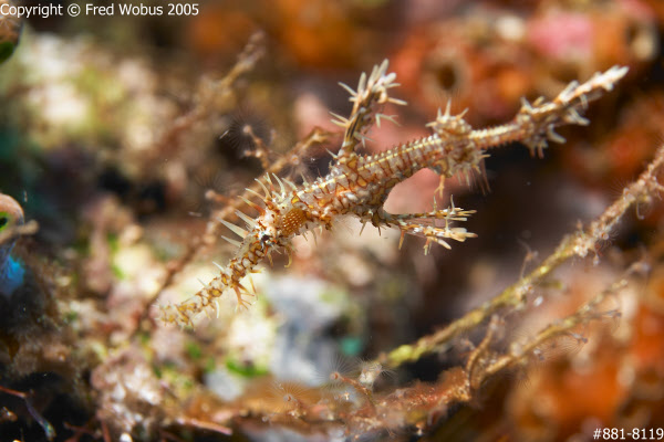 Harlequin ghost pipefish