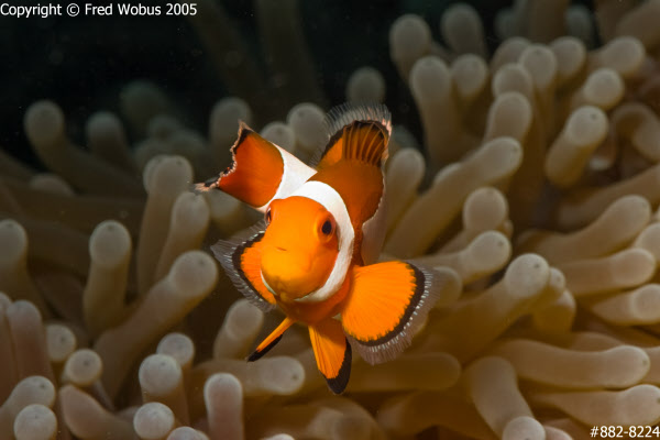 Clownfish