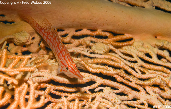 Long-nose hawkfish