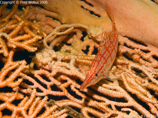 Long-nose hawkfish