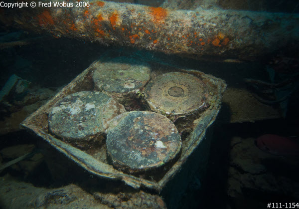 Shells on the 'Thistlegorm'