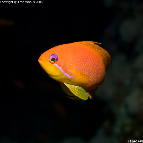 Female Lyretail Anthias