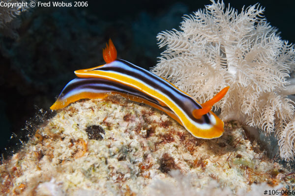 Chromodoris quadricolor