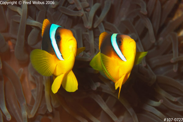 Two-banded anemonefish