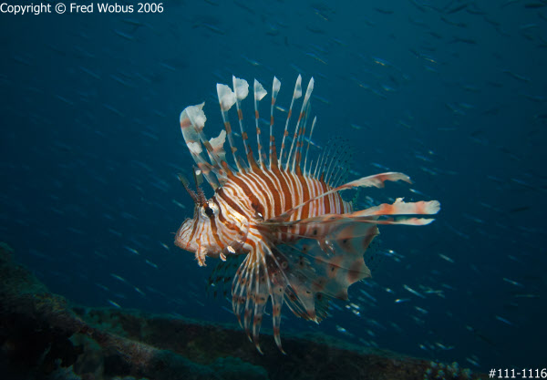 Lionfish